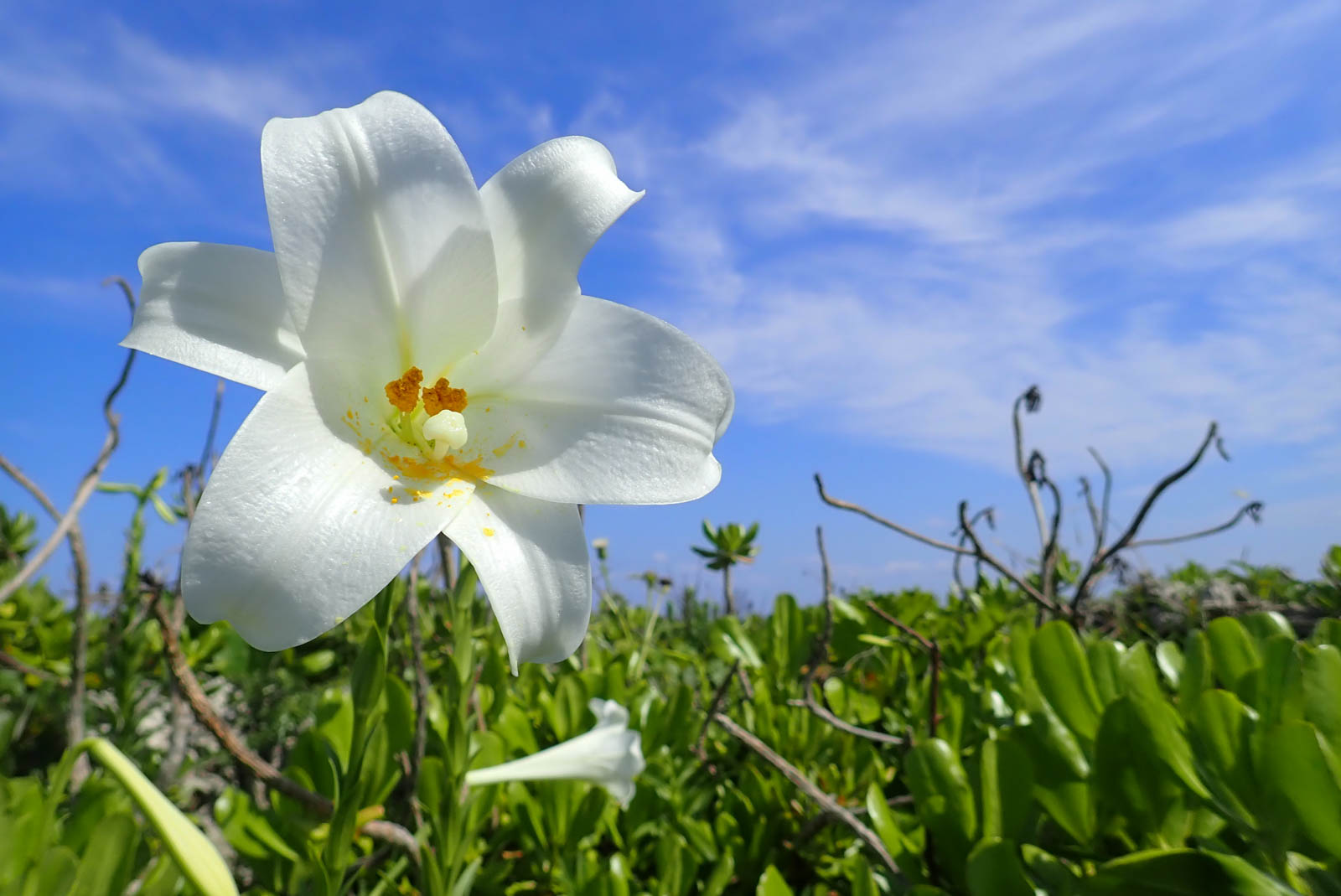 f:id:SQB:20190504202220j:plain