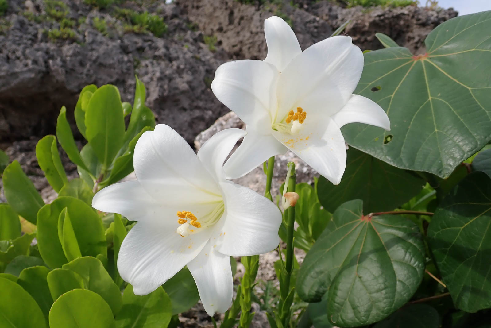 f:id:SQB:20190504202753j:plain