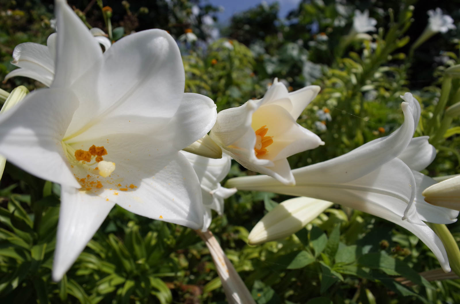 f:id:SQB:20190505212051j:plain