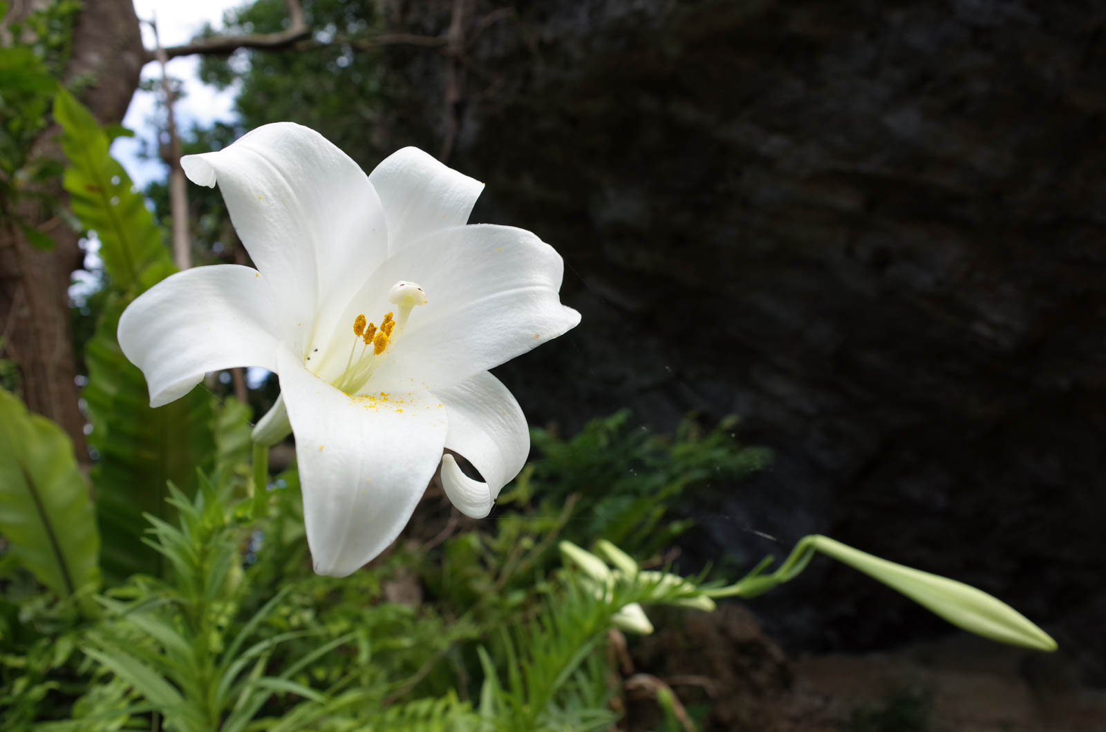 f:id:SQB:20190505222408j:plain