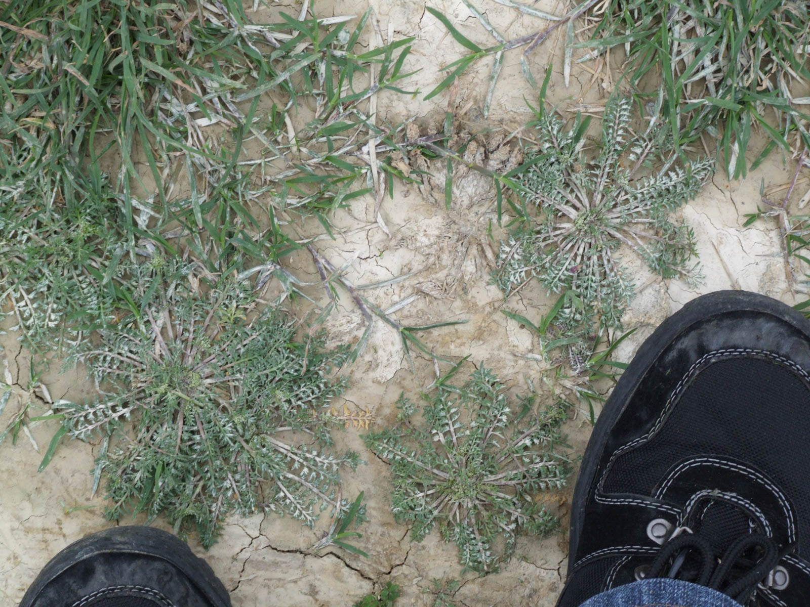f:id:SQB:20190612192113j:plain