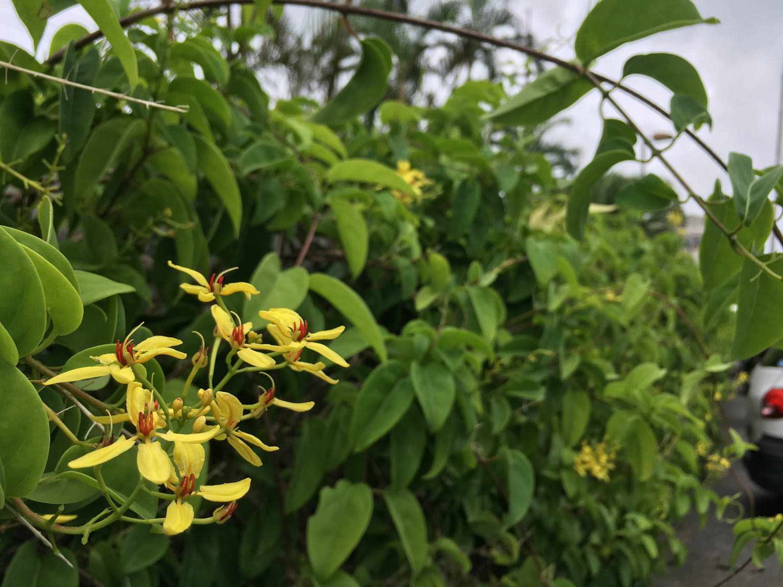 f:id:SQB:20190708182012j:plain