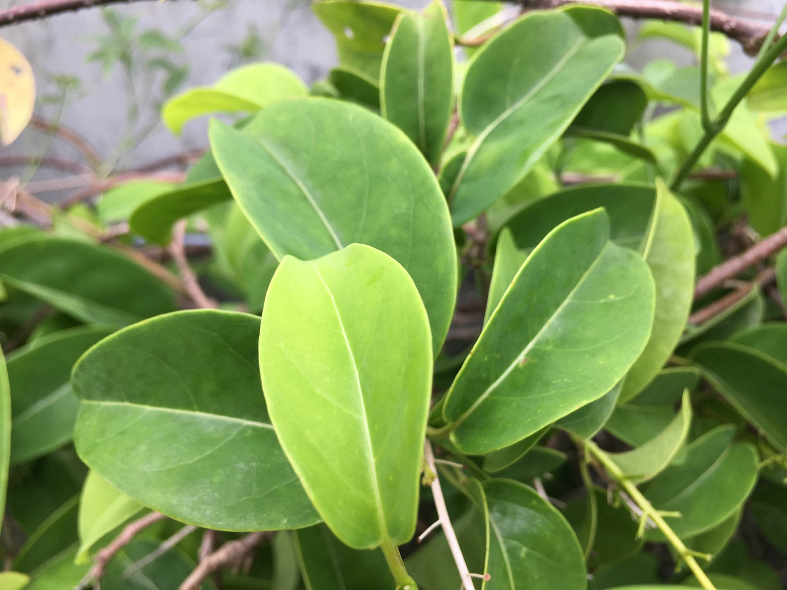 f:id:SQB:20190708182017j:plain