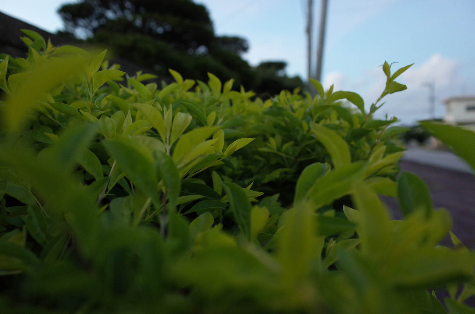 f:id:SQB:20190721230736j:plain