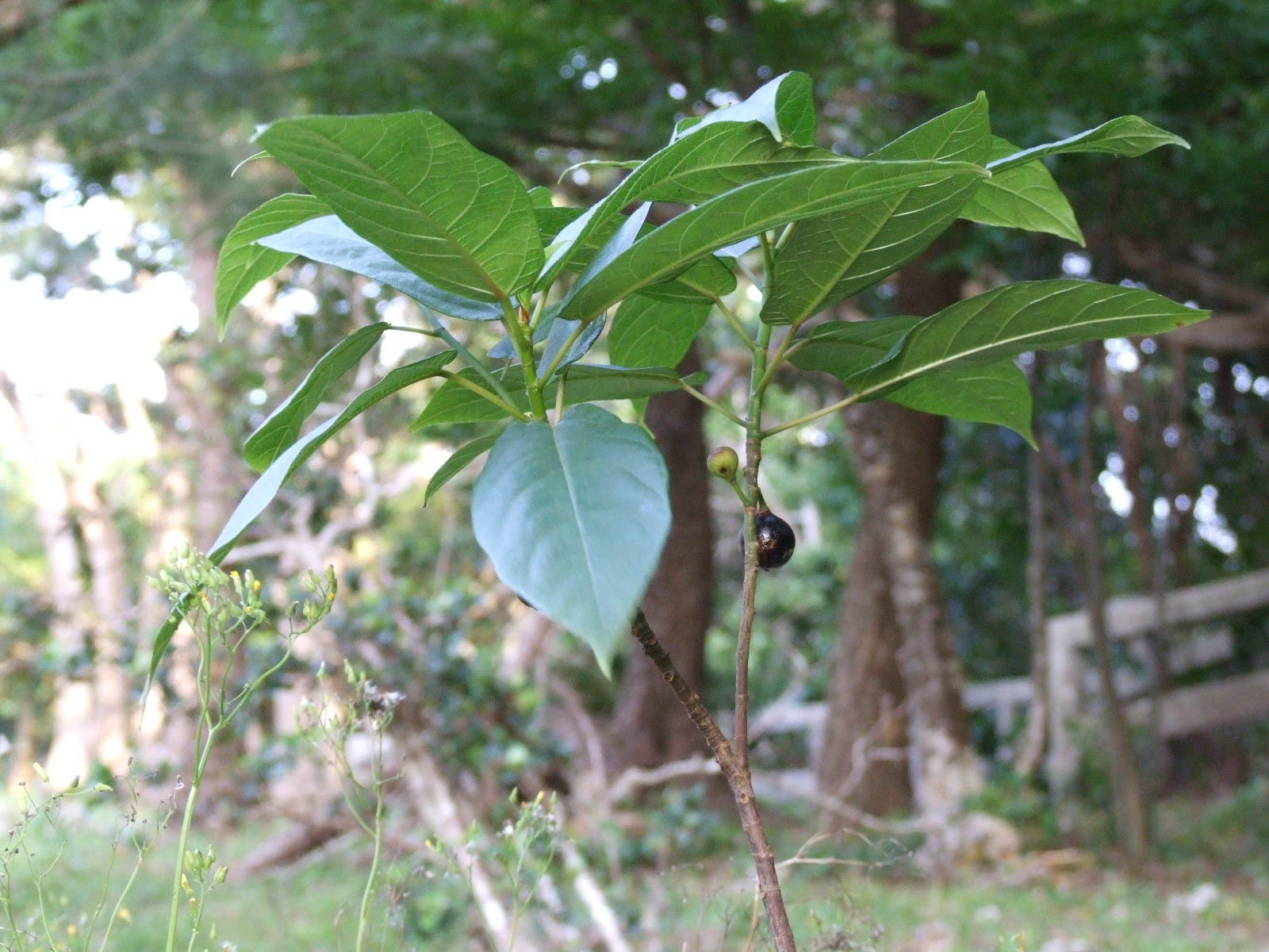 f:id:SQB:20190918154749j:plain