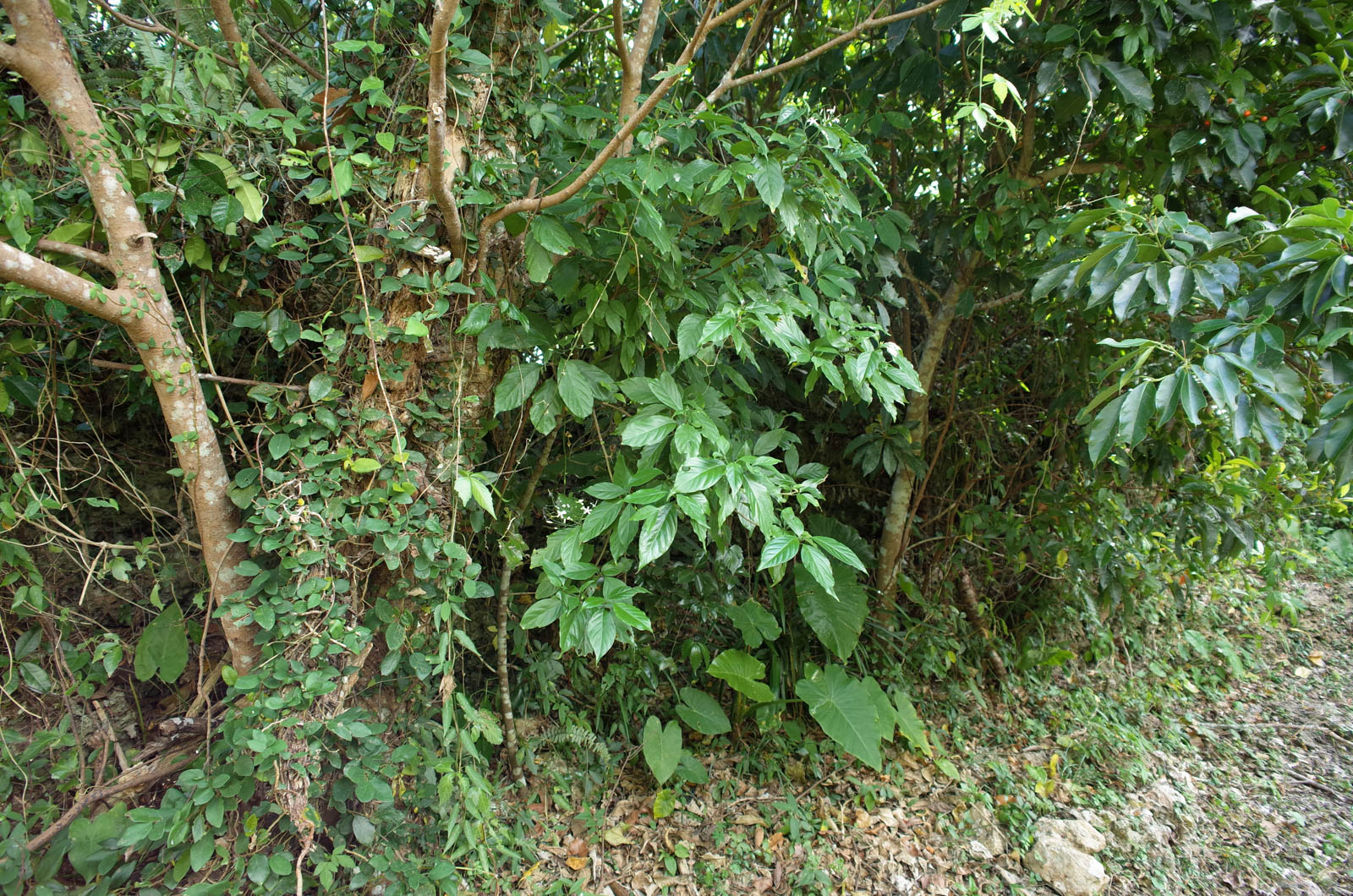 f:id:SQB:20191116210911j:image