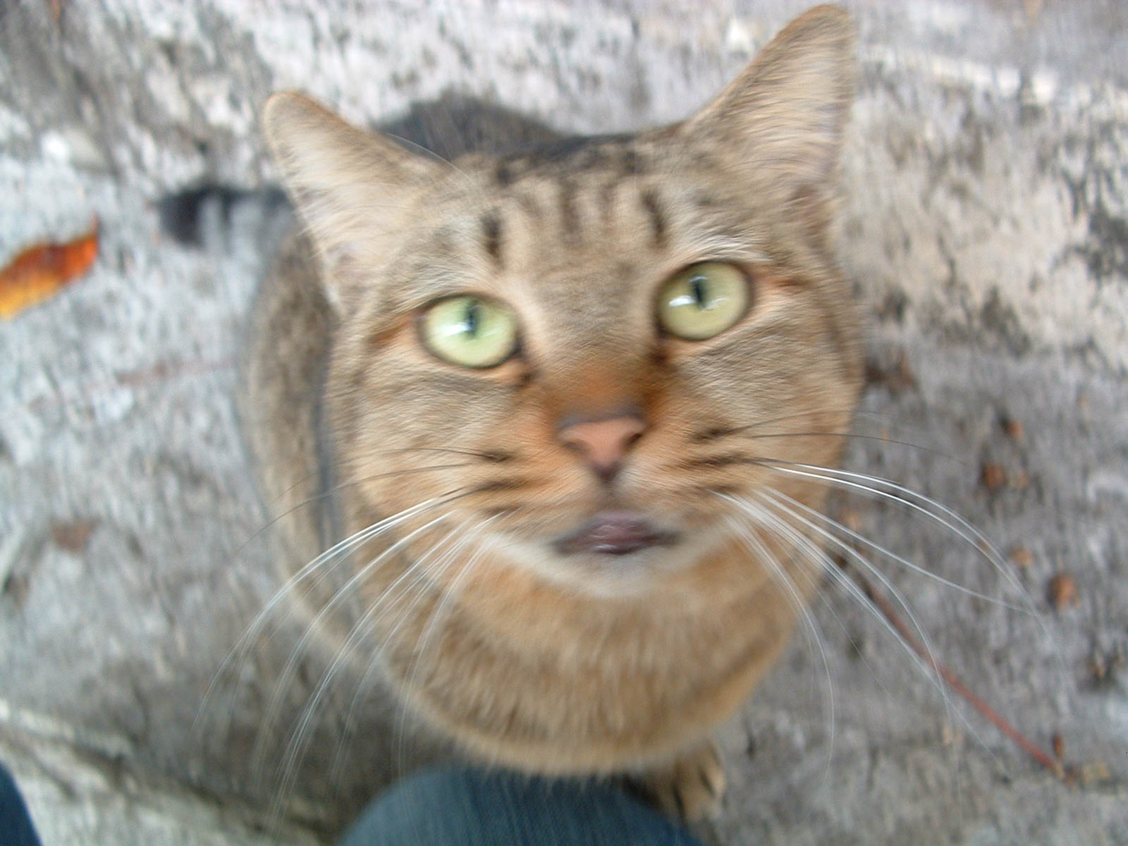 f:id:SQB:20191119181633j:plain