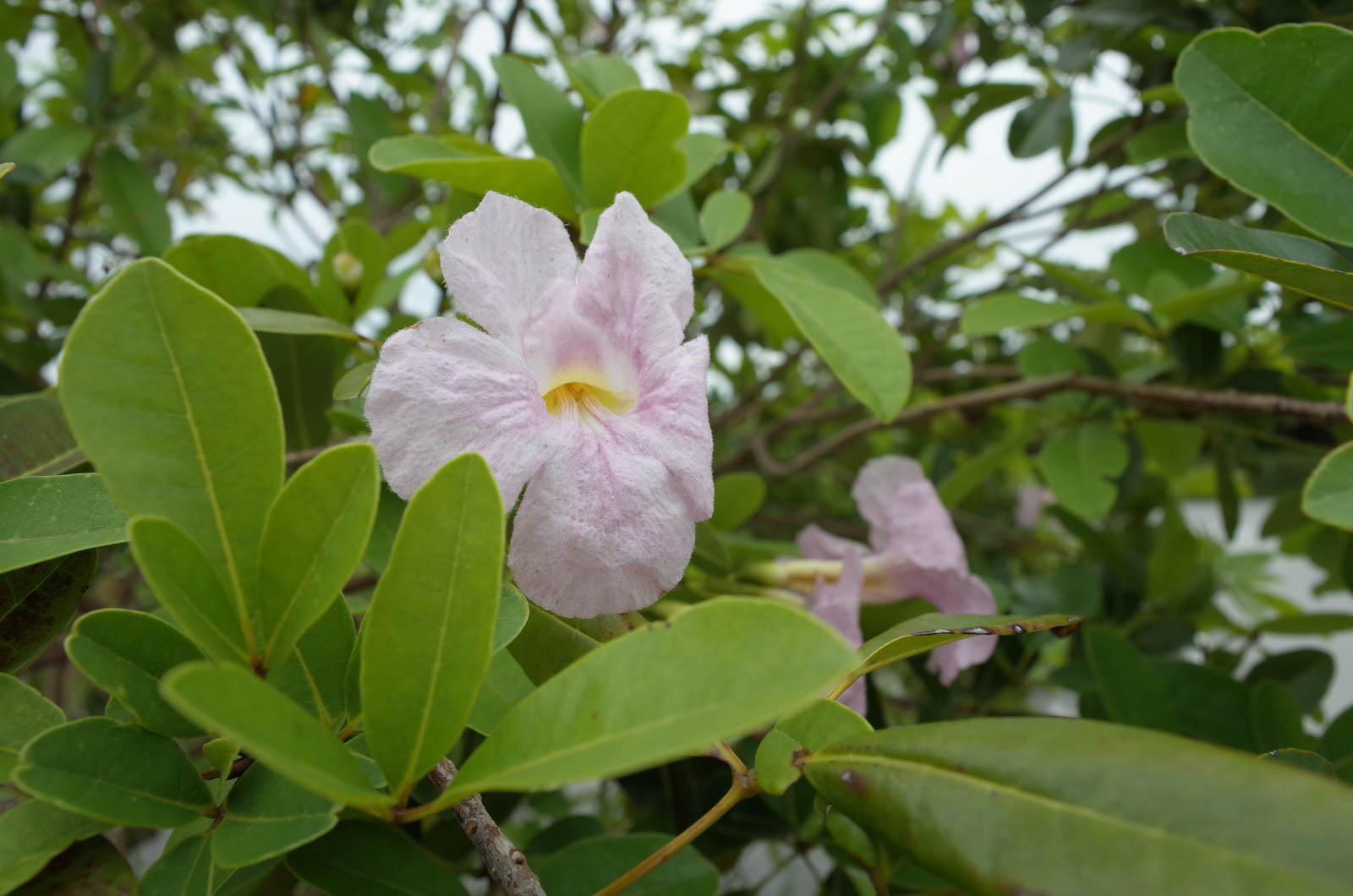 f:id:SQB:20191126174726j:plain