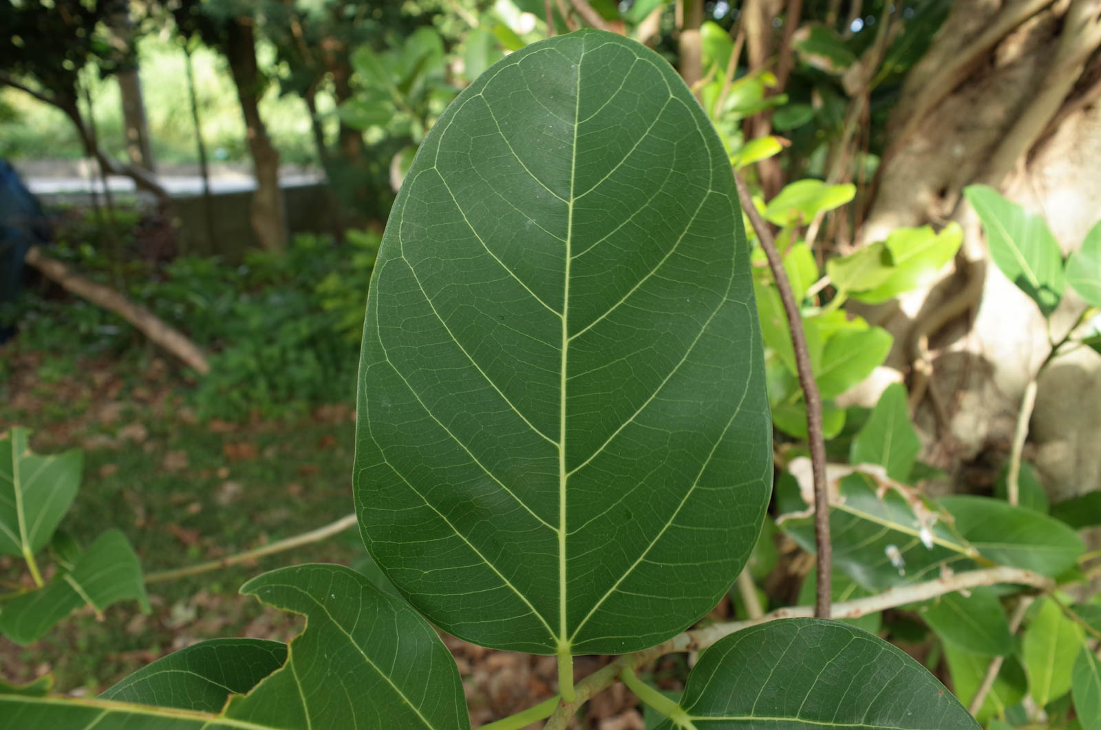 f:id:SQB:20191201200923j:plain
