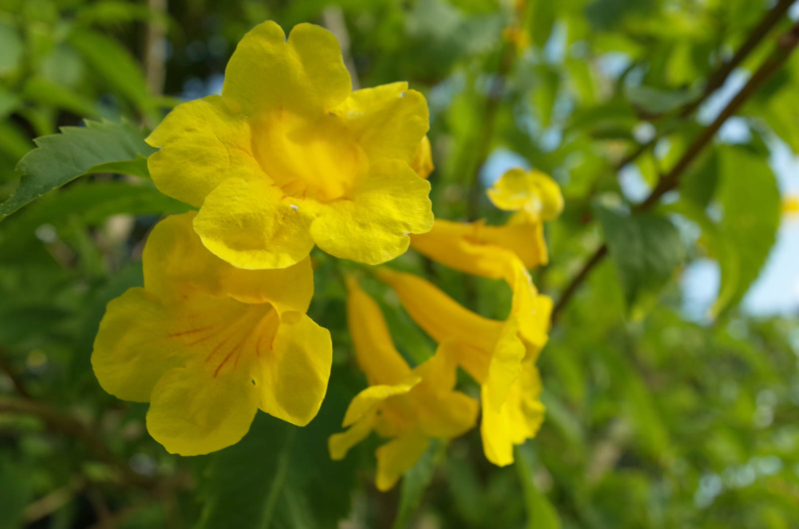 f:id:SQB:20191201202407j:plain