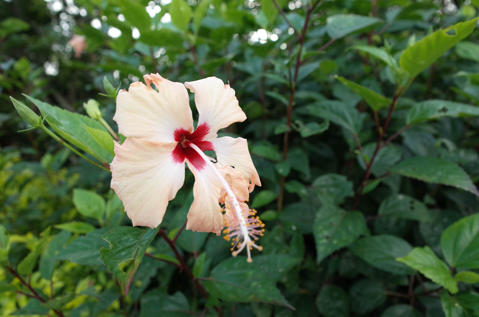 f:id:SQB:20191201203149j:plain