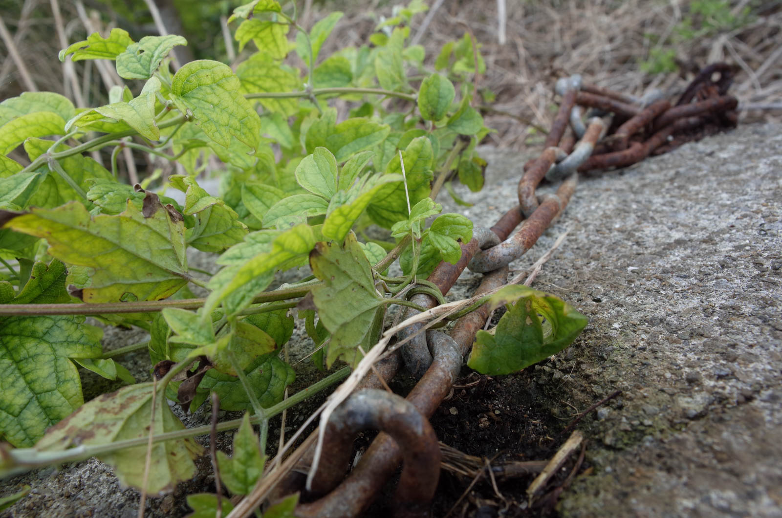 f:id:SQB:20200113213804j:plain