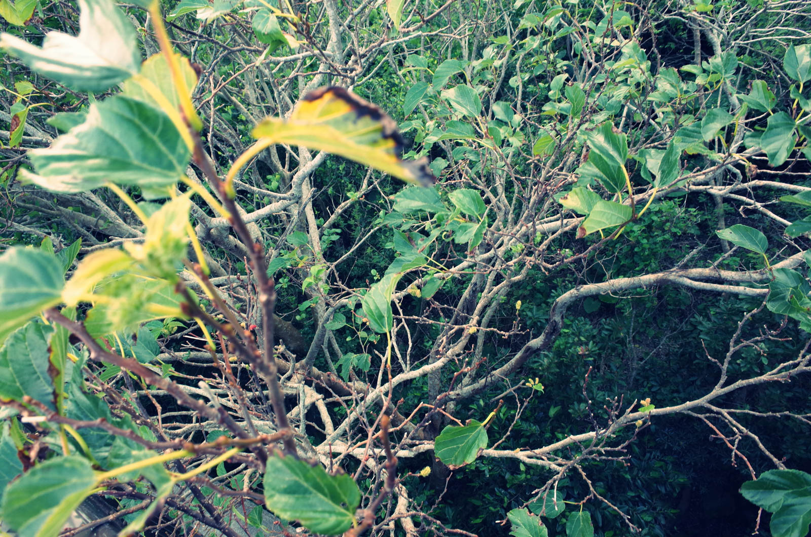 f:id:SQB:20200113213813j:plain