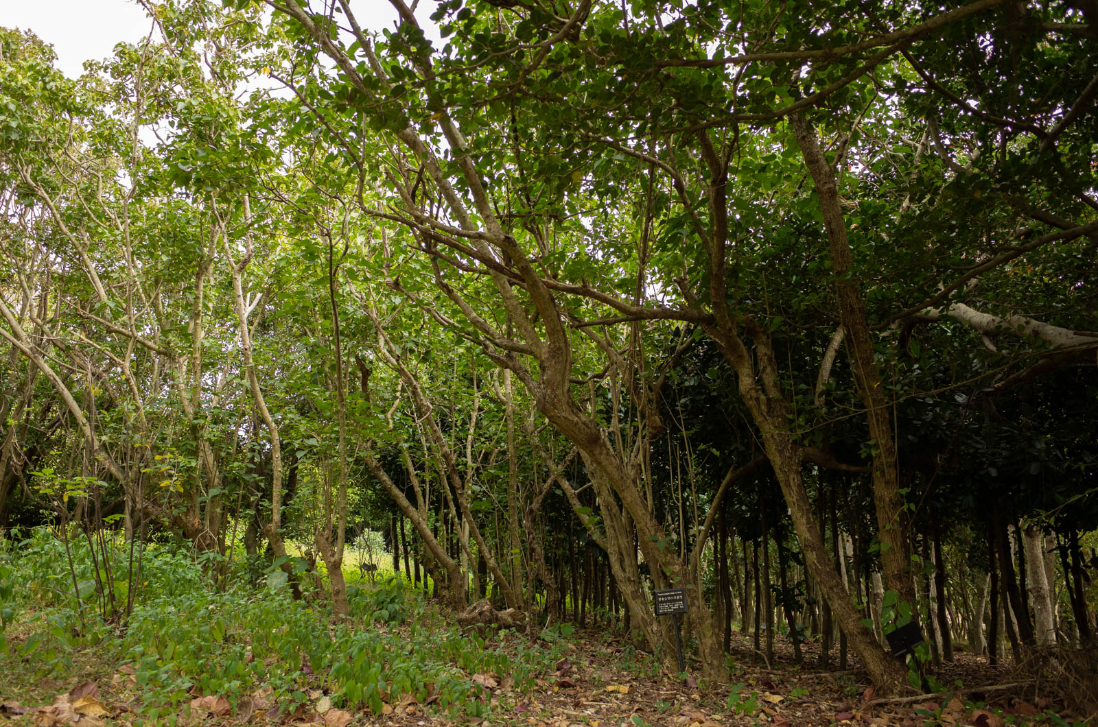 f:id:SQB:20200222195440j:plain