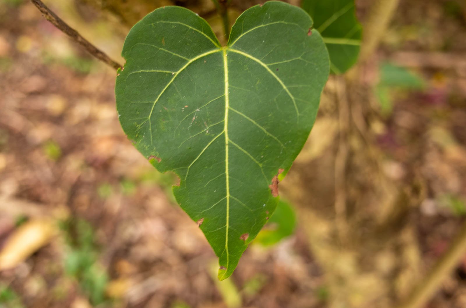 f:id:SQB:20200222195445j:plain