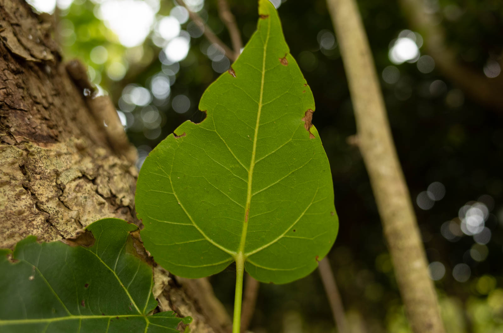 f:id:SQB:20200222195449j:plain