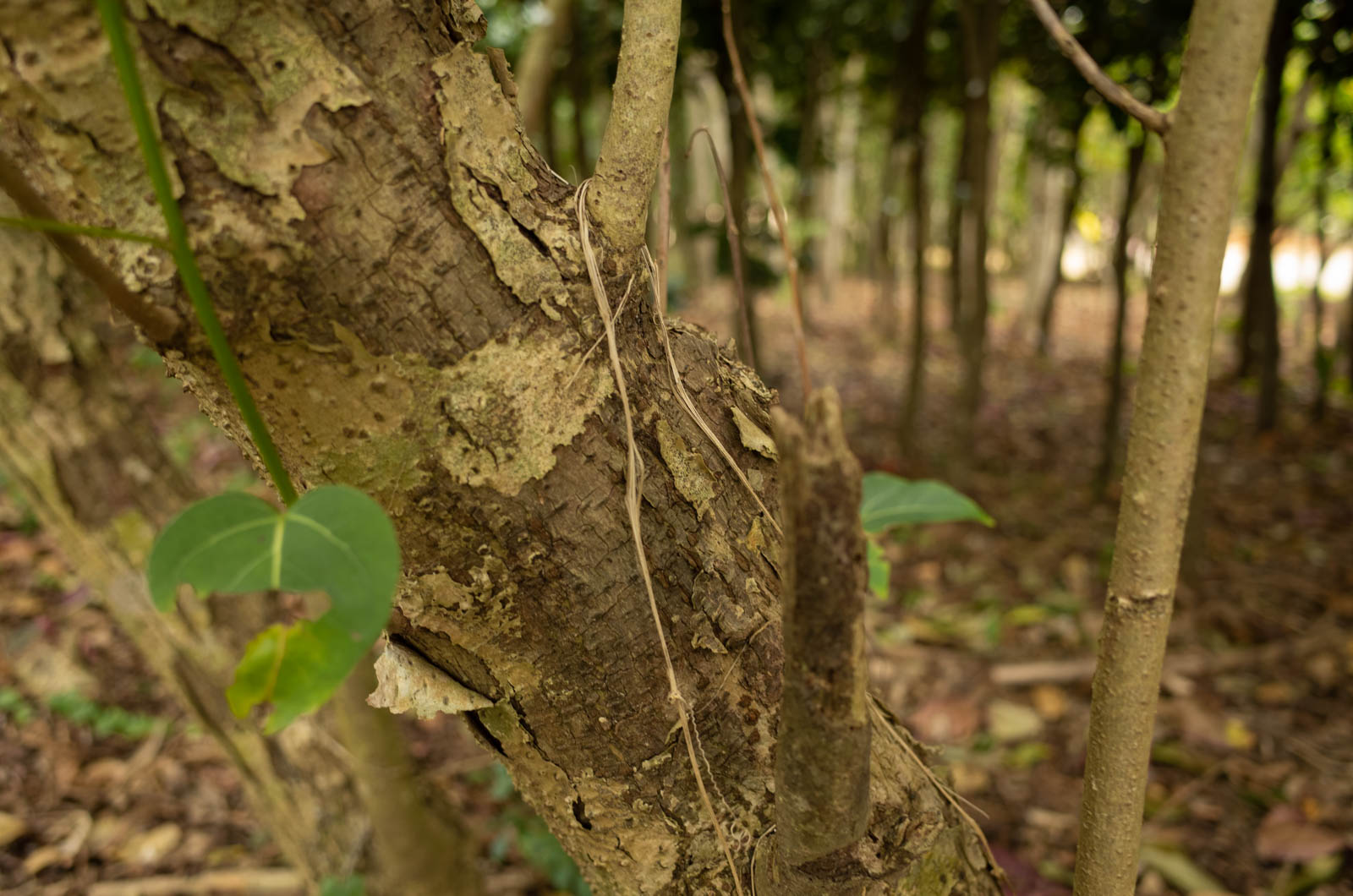 f:id:SQB:20200222195453j:plain