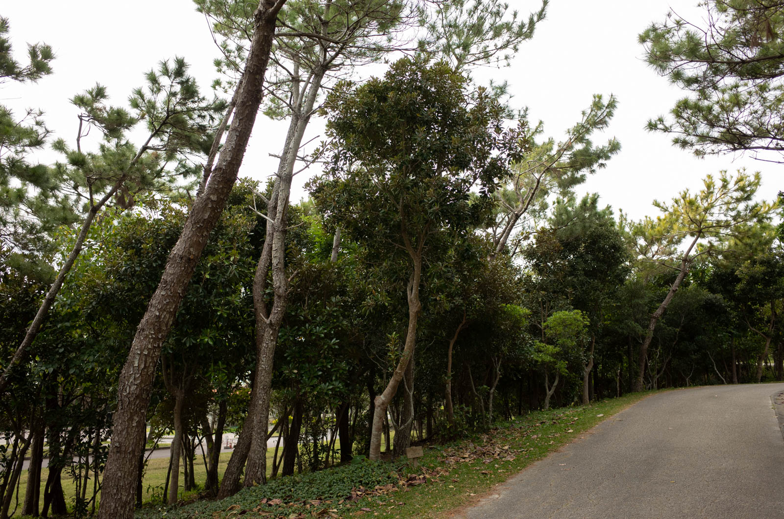 f:id:SQB:20200222200228j:plain