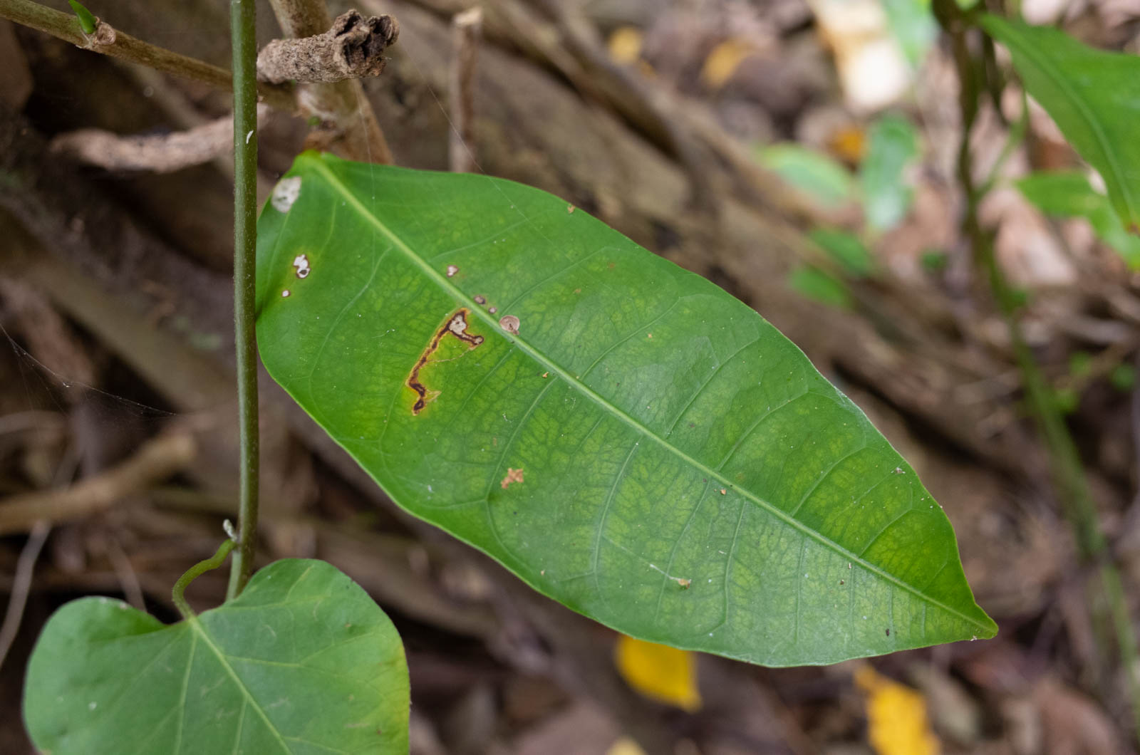 f:id:SQB:20200310134449j:plain