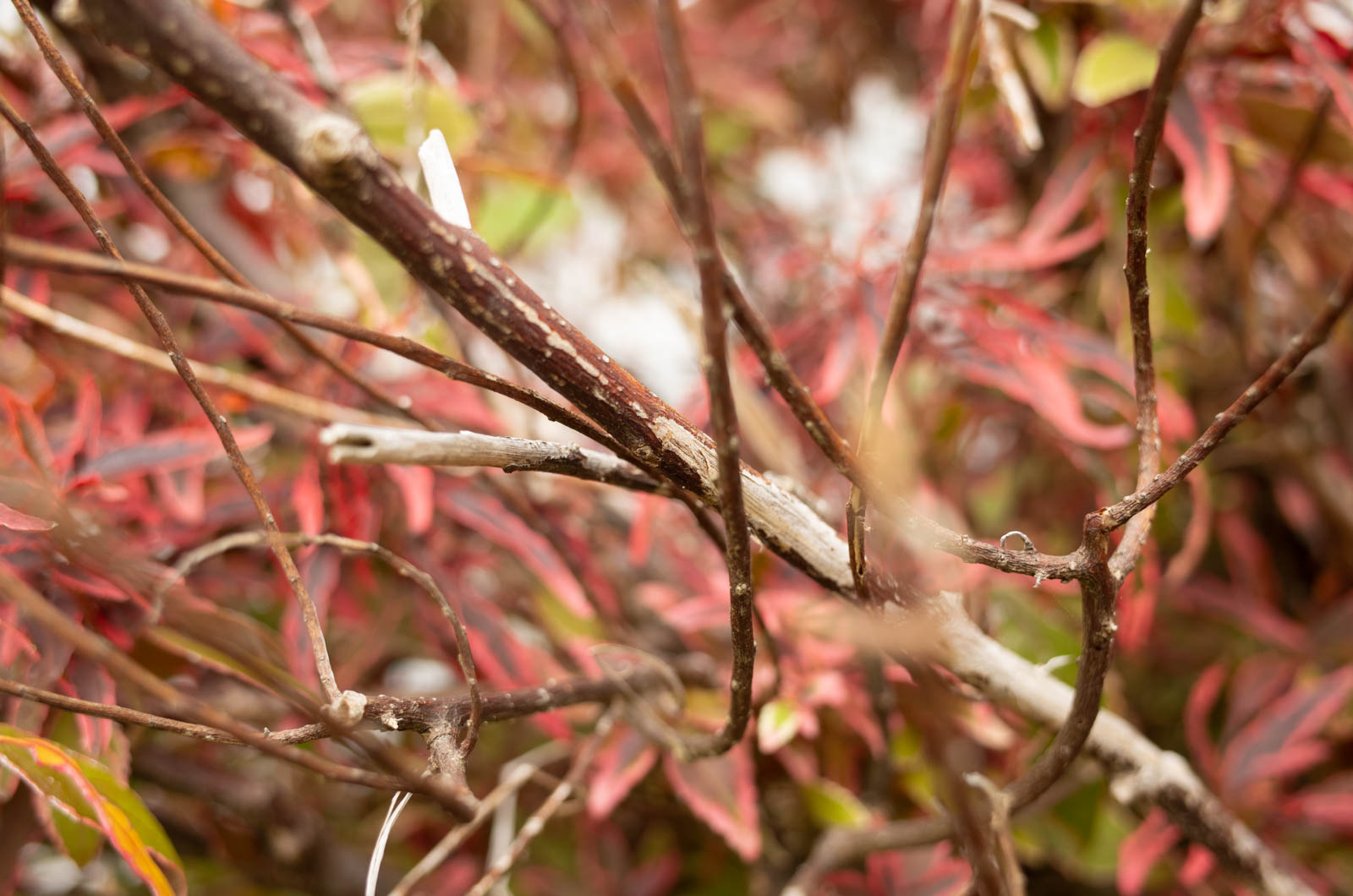 f:id:SQB:20200325143314j:plain