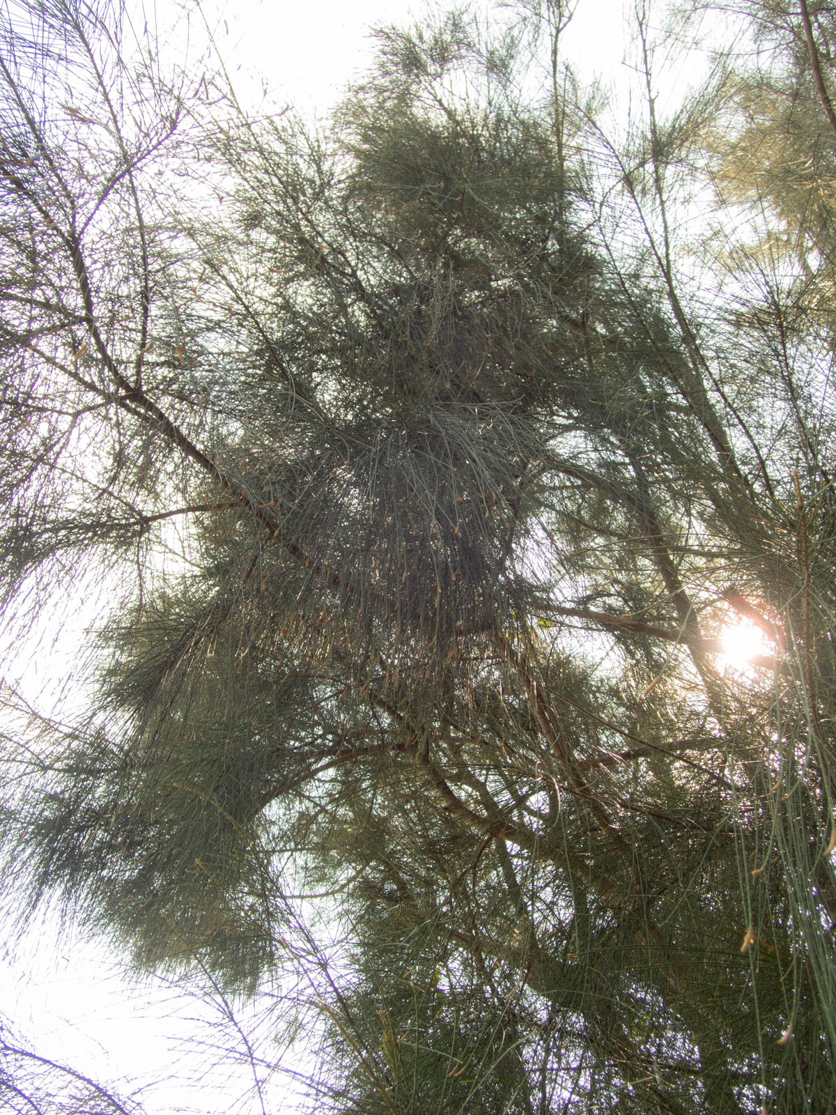 f:id:SQB:20200415155819j:plain