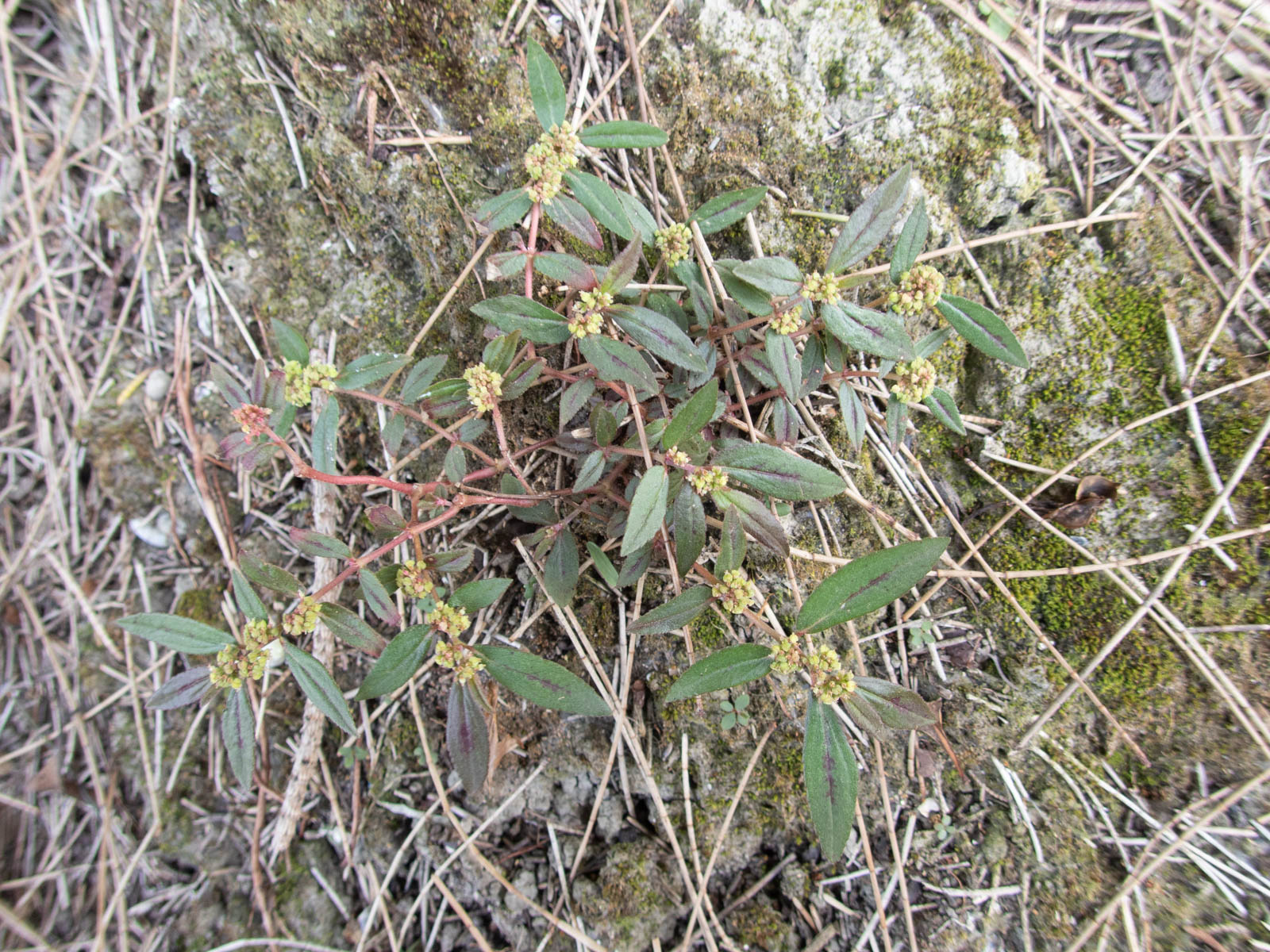 f:id:SQB:20200415180105j:plain