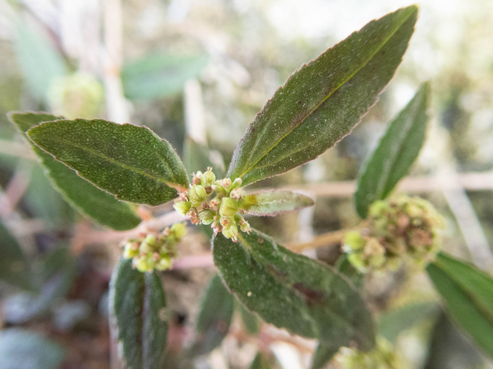 f:id:SQB:20200415180118j:plain