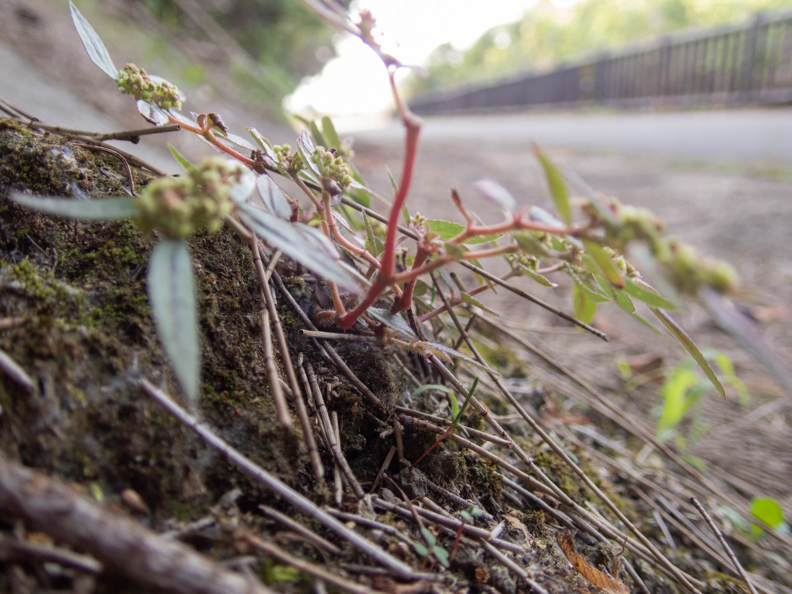 f:id:SQB:20200415180126j:plain