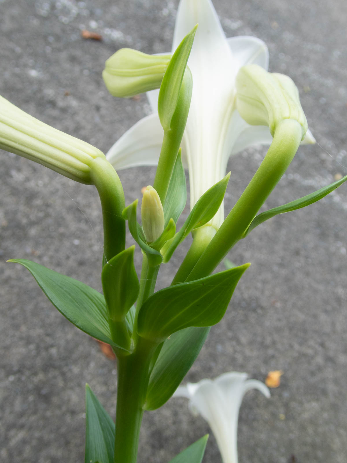 f:id:SQB:20200520160331j:plain
