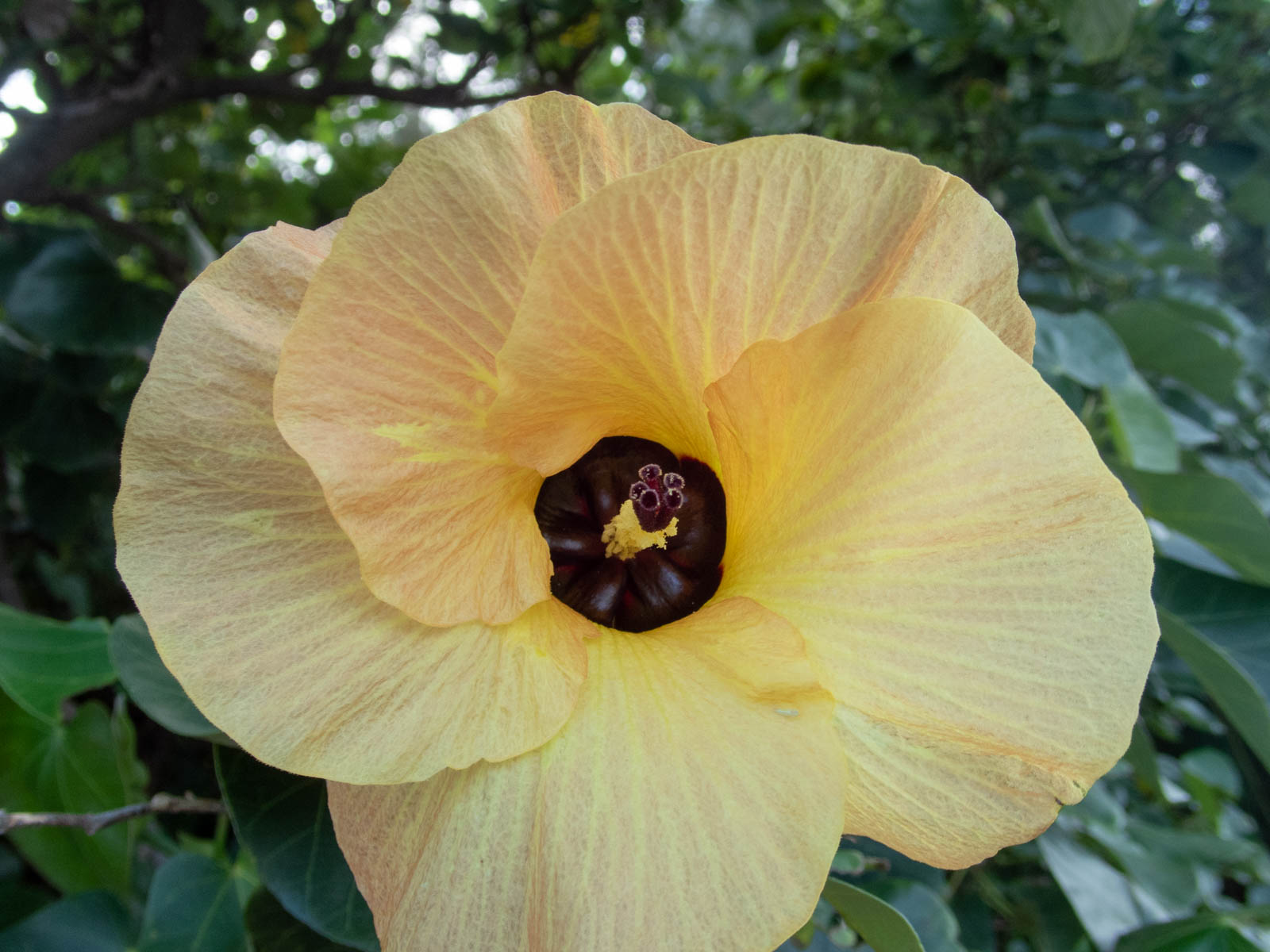 f:id:SQB:20200523172519j:plain
