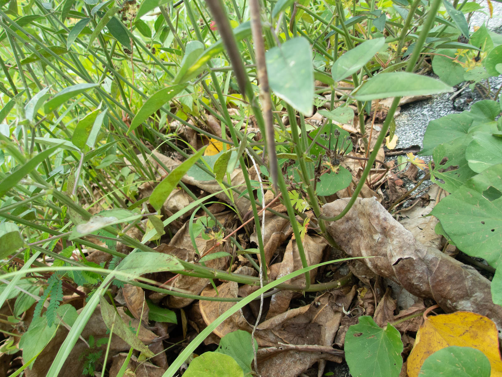 f:id:SQB:20200524190332j:plain