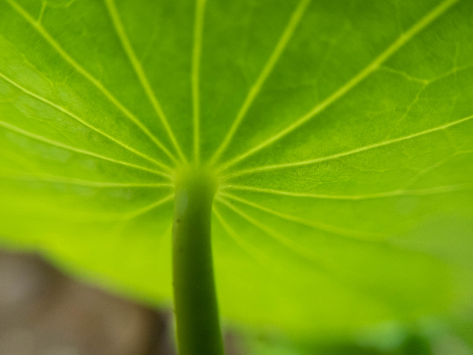f:id:SQB:20200526130843j:plain