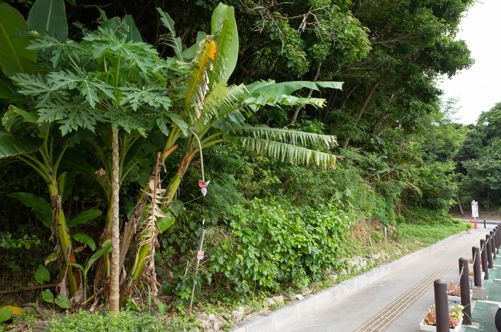 f:id:SQB:20200529175143j:plain