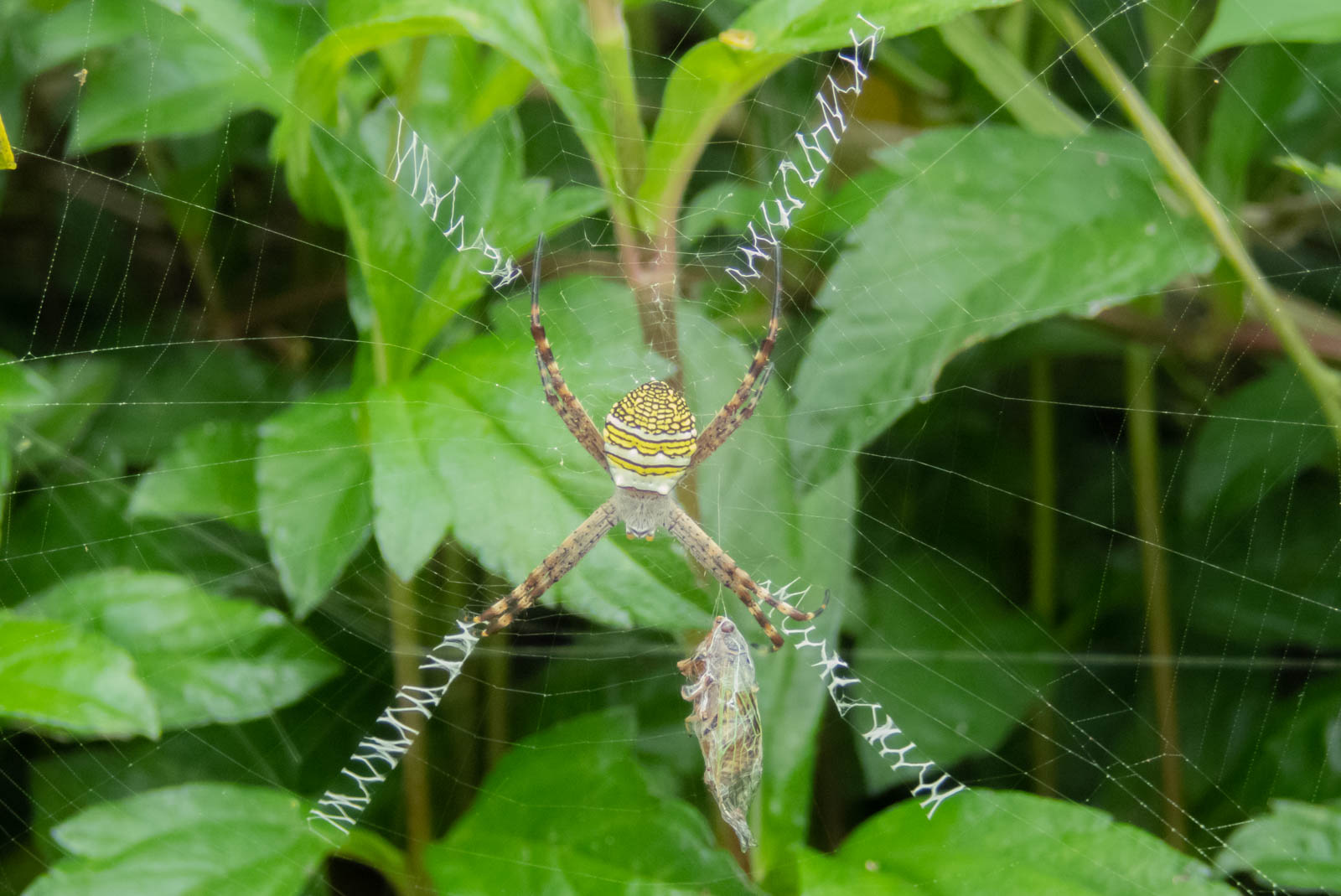 f:id:SQB:20200607135452j:plain