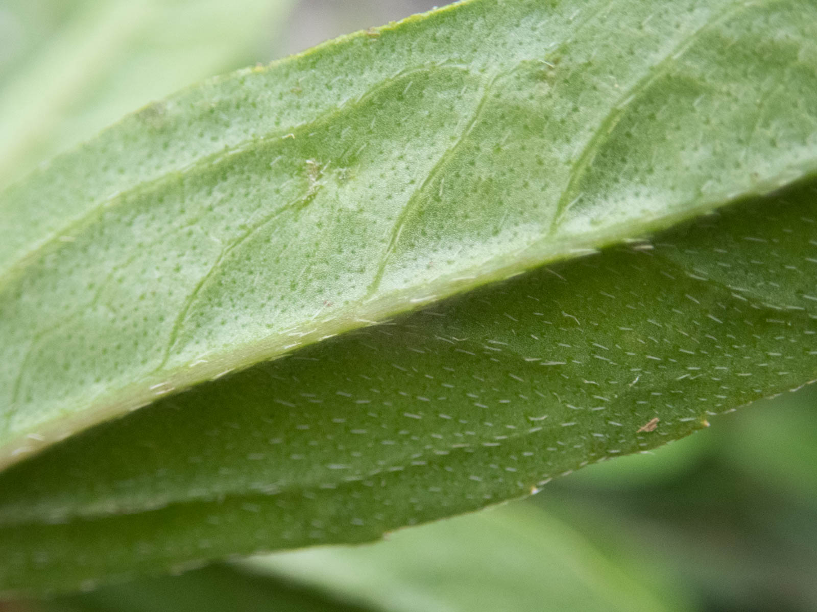 f:id:SQB:20200607171936j:plain