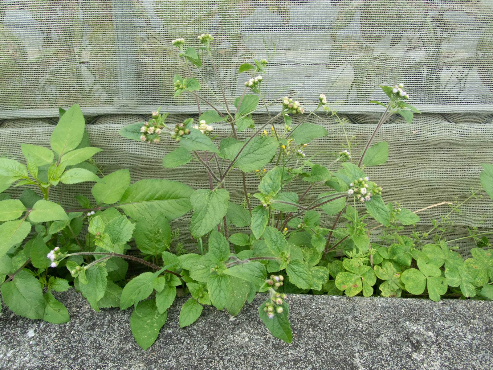 f:id:SQB:20200607174411j:plain