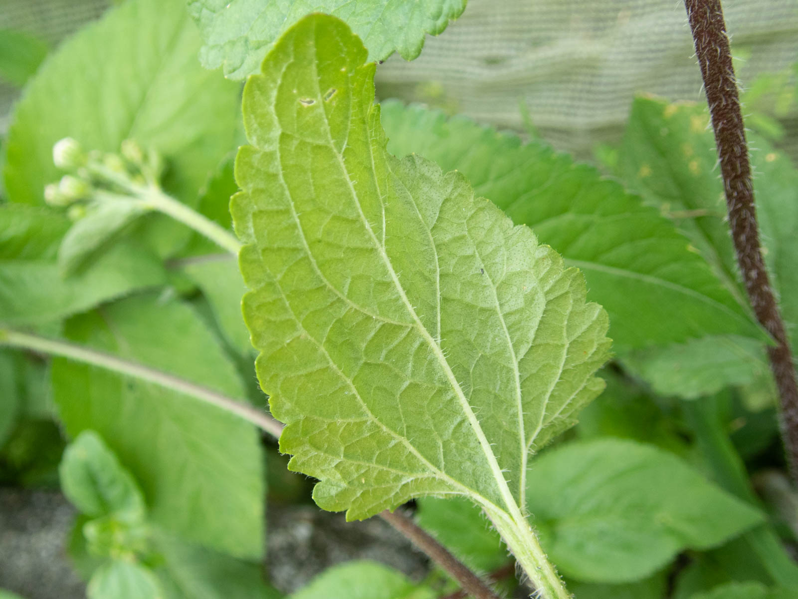 f:id:SQB:20200607174432j:plain