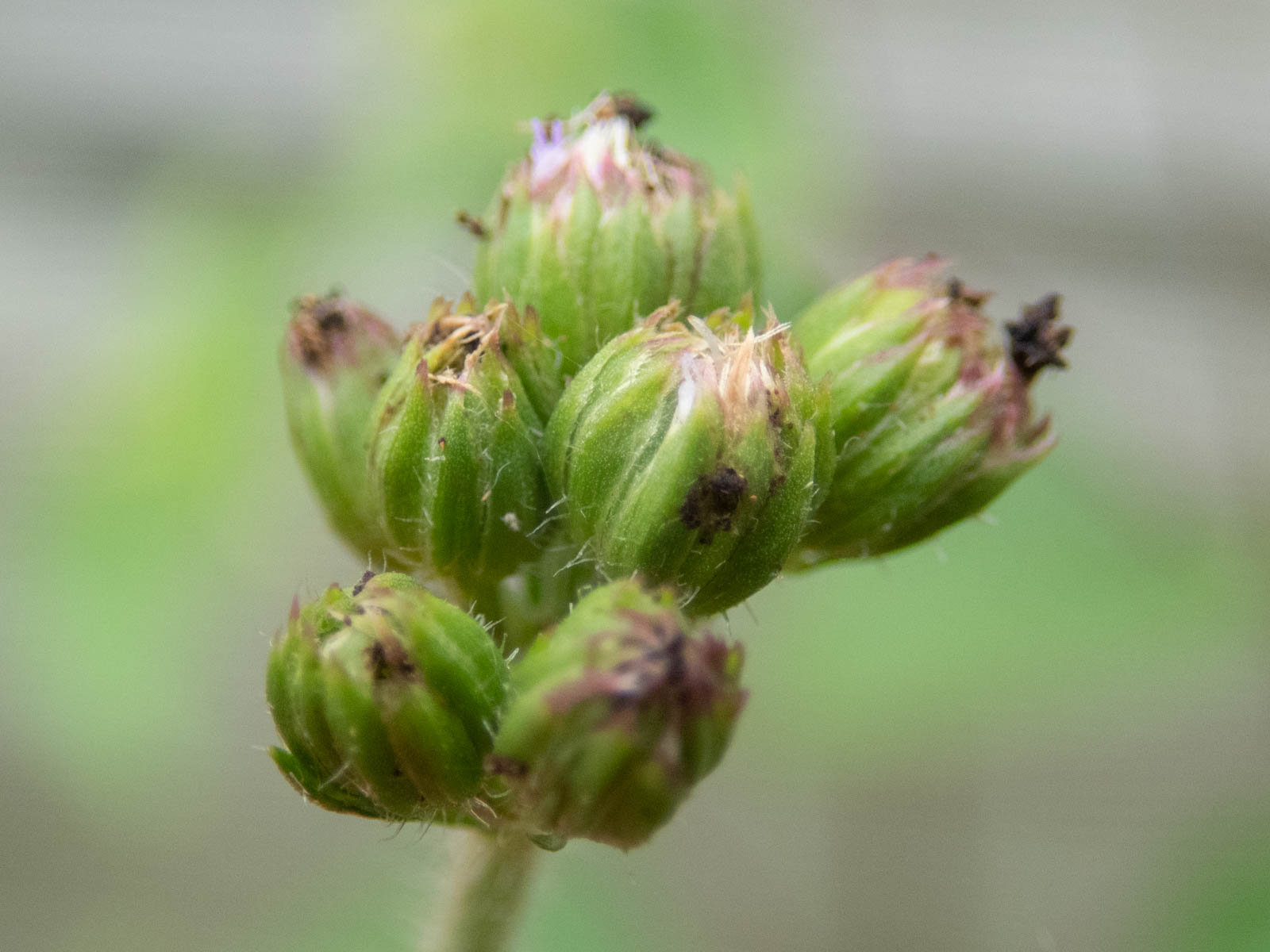 f:id:SQB:20200607174445j:plain