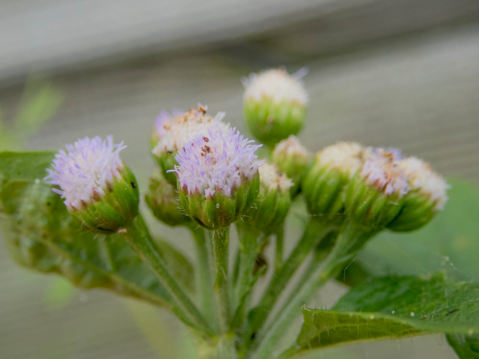 f:id:SQB:20200607174458j:plain