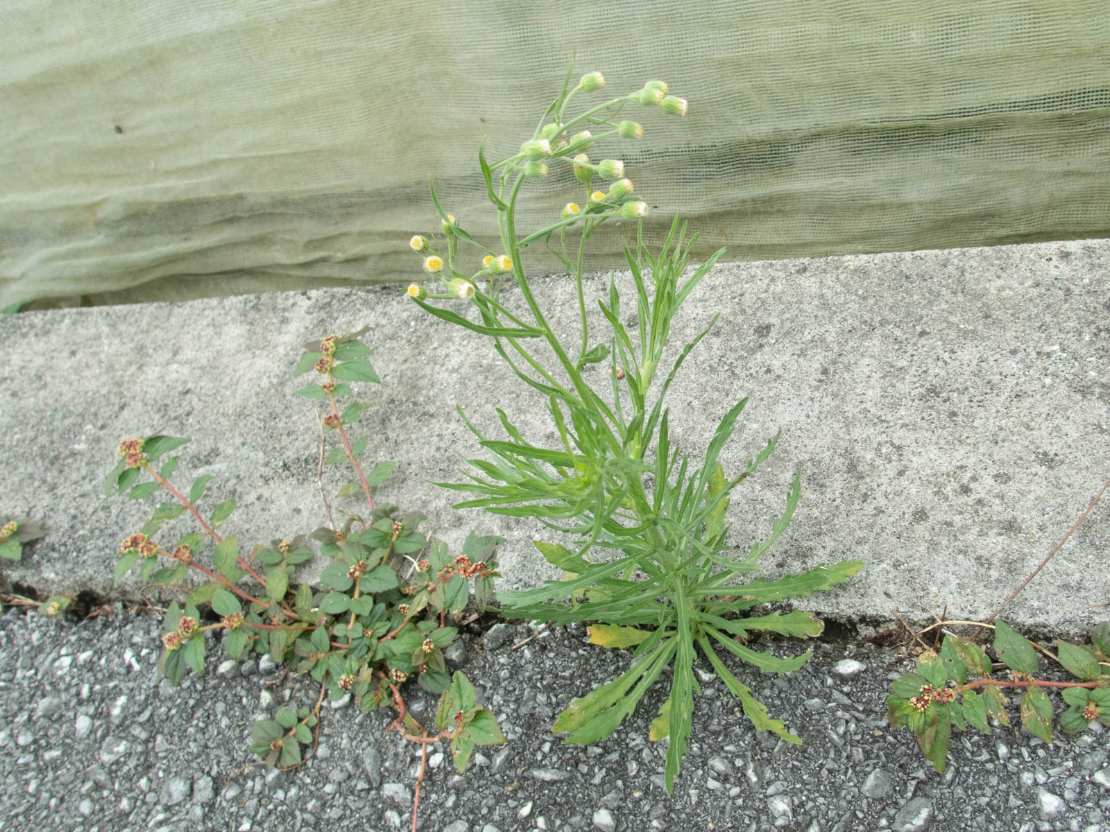 f:id:SQB:20200607210721j:image