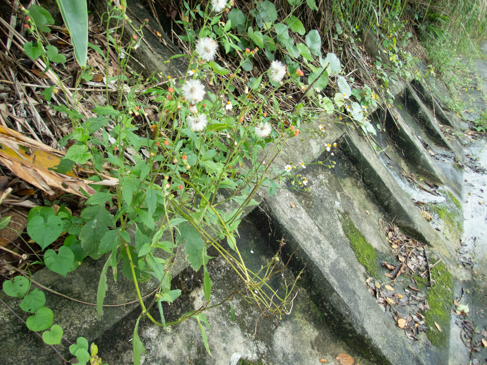 f:id:SQB:20200609153942j:plain