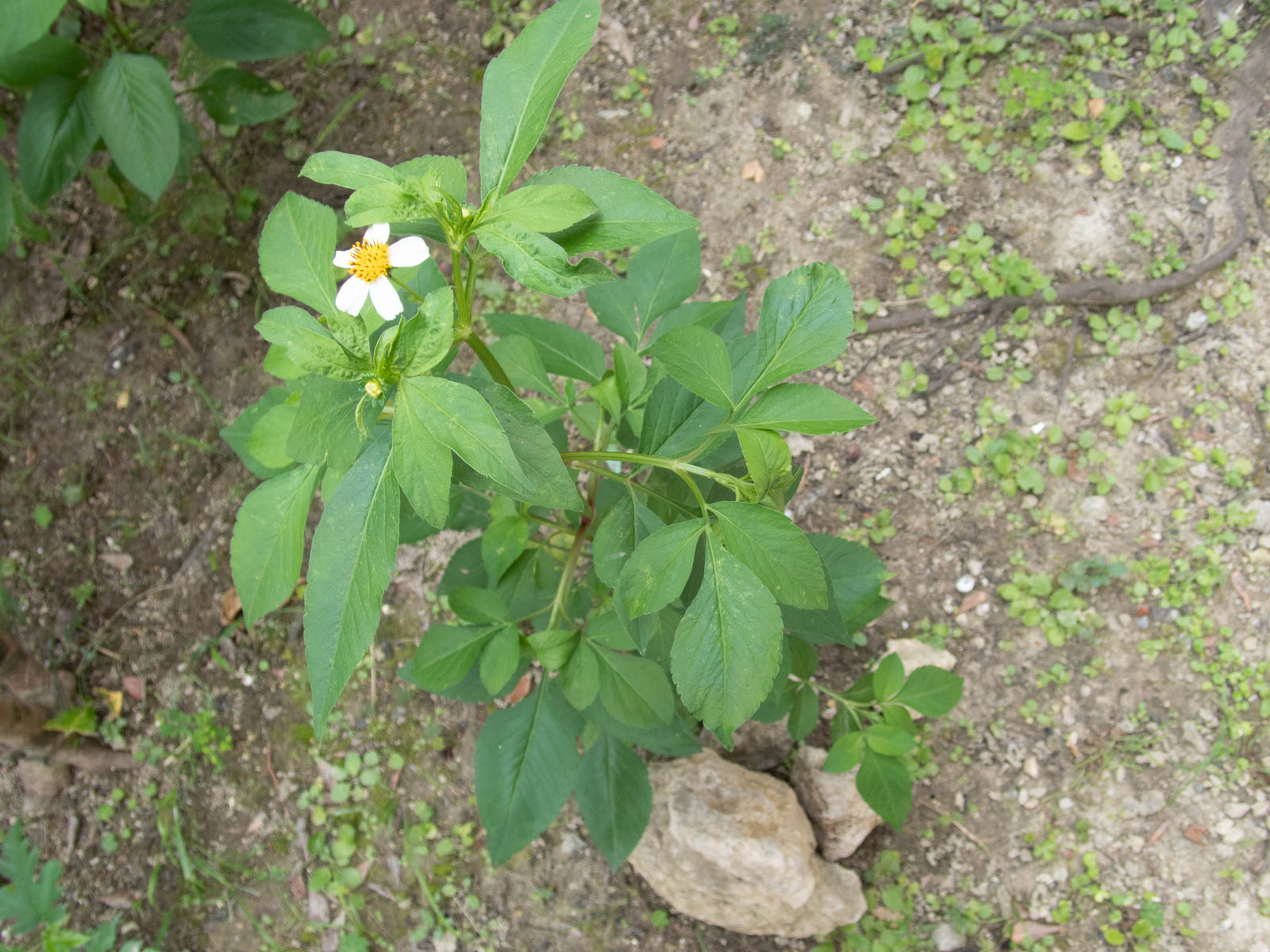 f:id:SQB:20200610162949j:plain