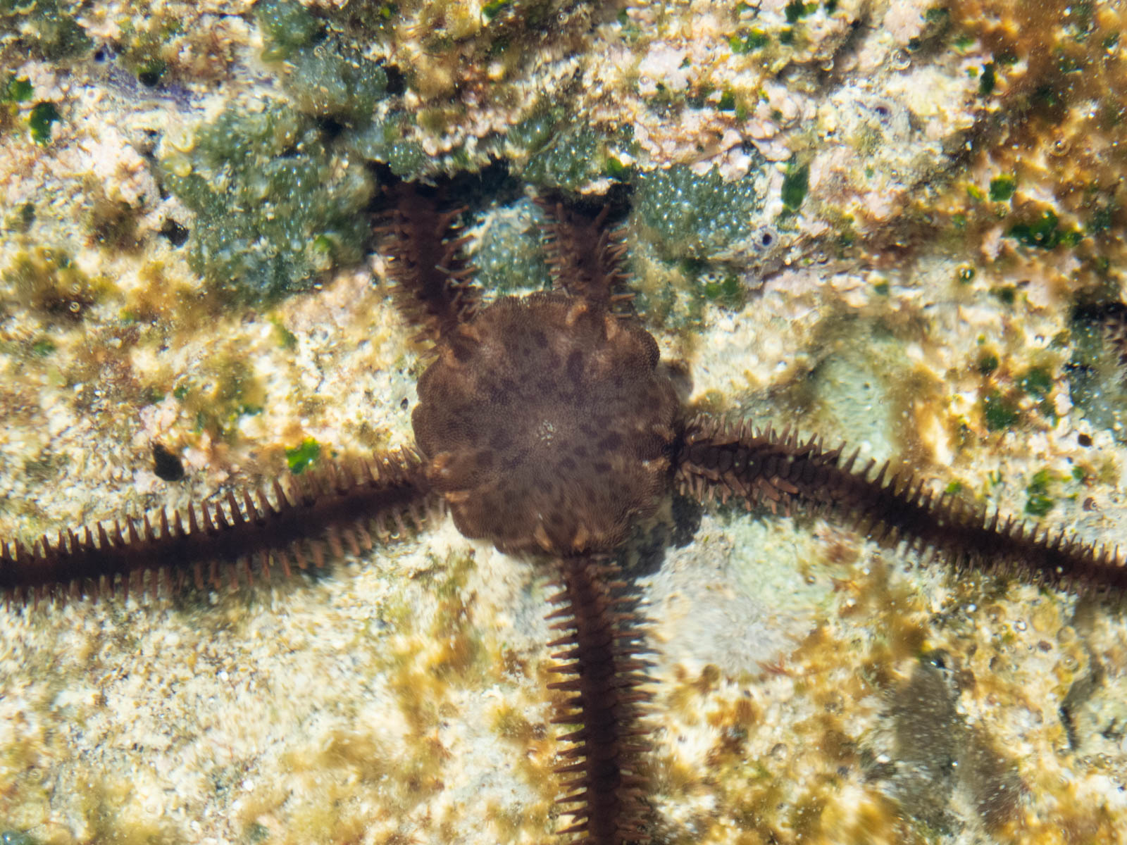 ウデフリクモヒトデ 沖縄島の写真
