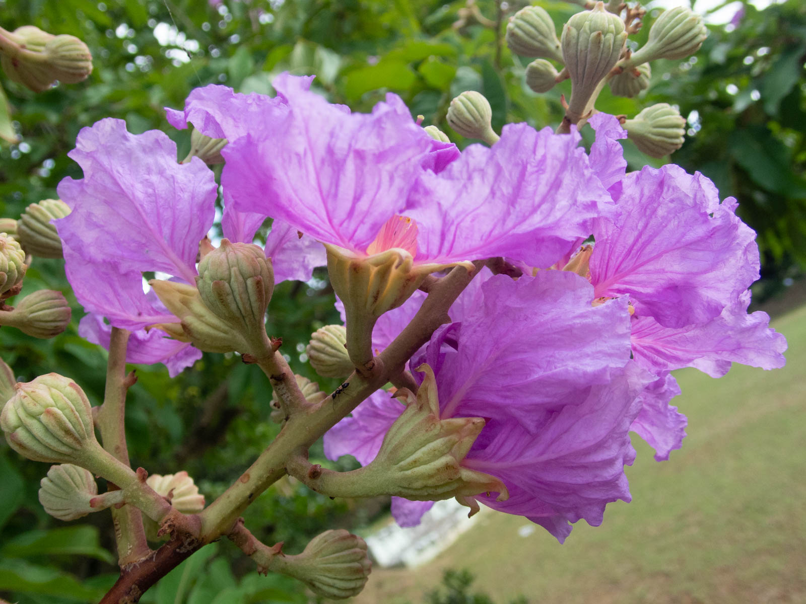 f:id:SQB:20200629155758j:plain