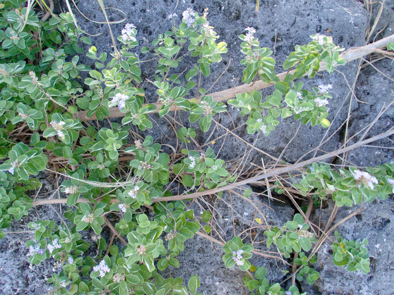 f:id:SQB:20200708102722j:plain