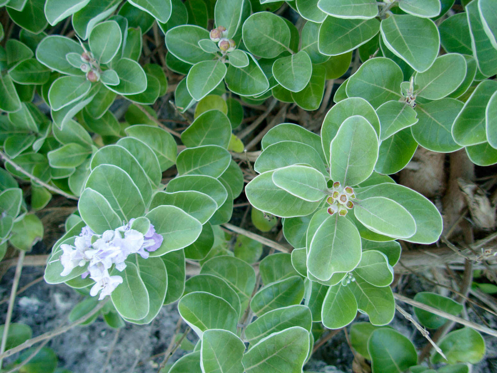 f:id:SQB:20200708102729j:plain