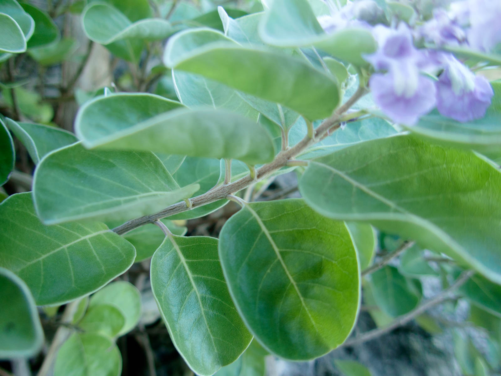 f:id:SQB:20200708102737j:plain