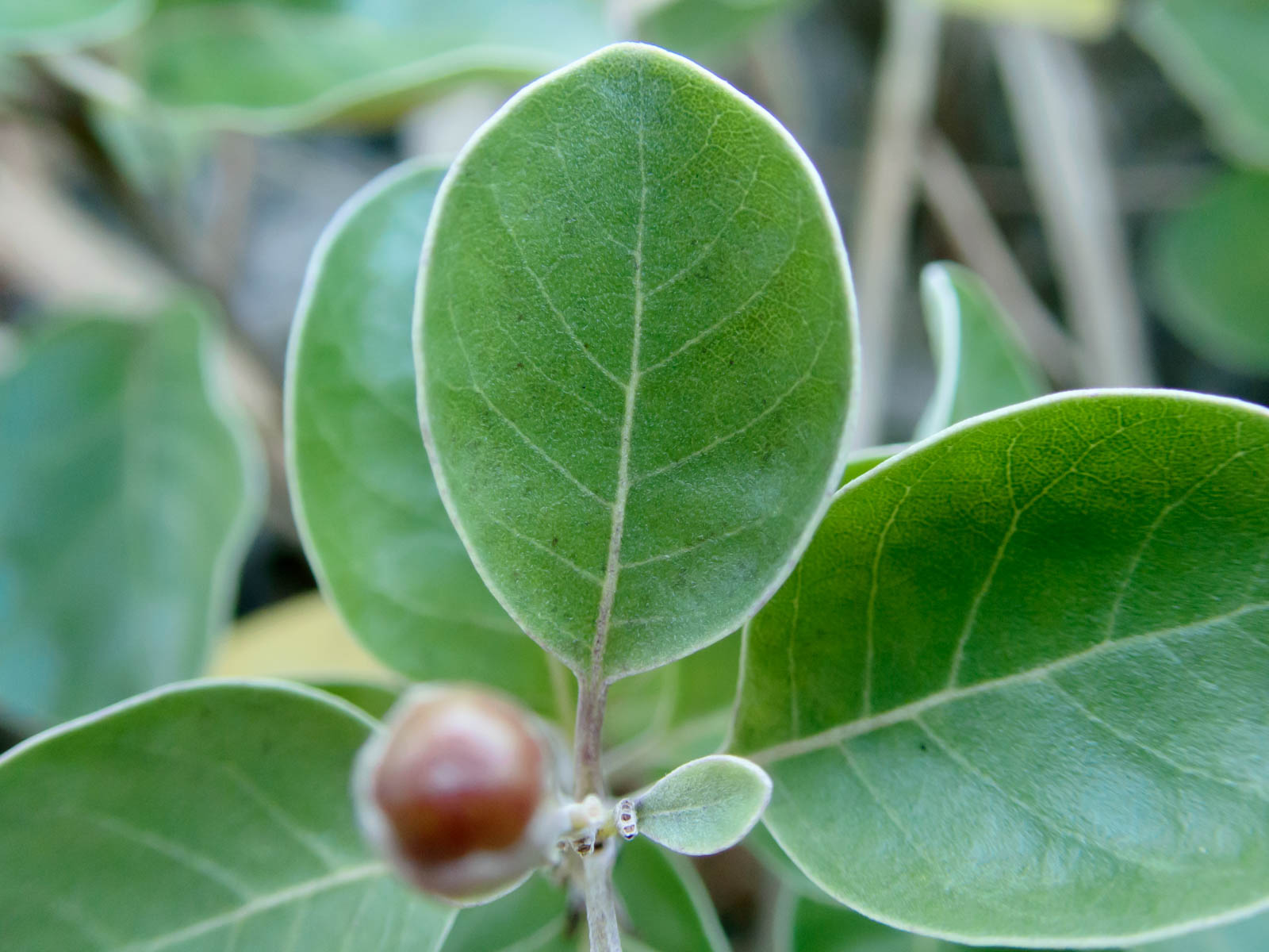 f:id:SQB:20200708102744j:plain