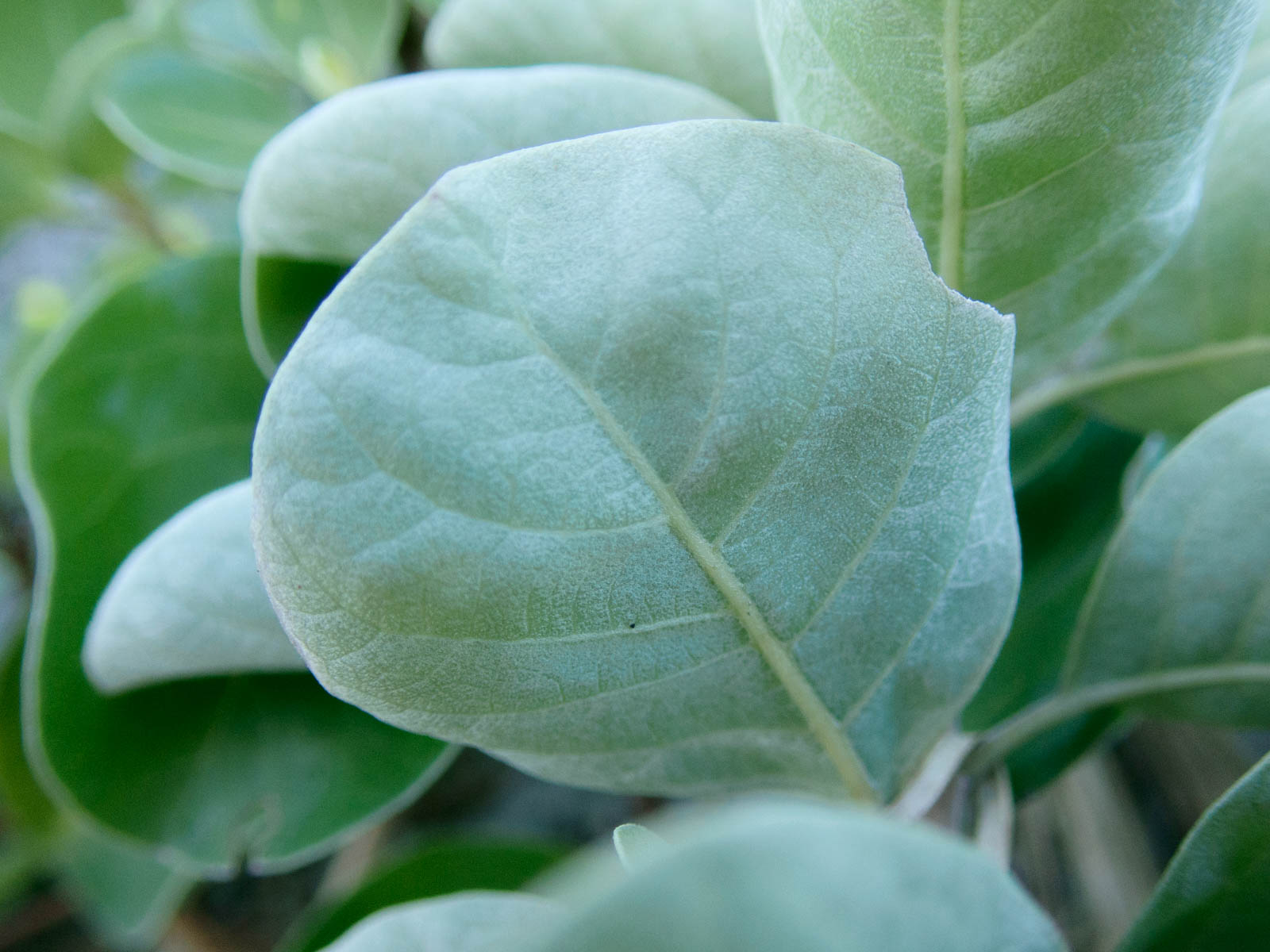 f:id:SQB:20200708102750j:plain