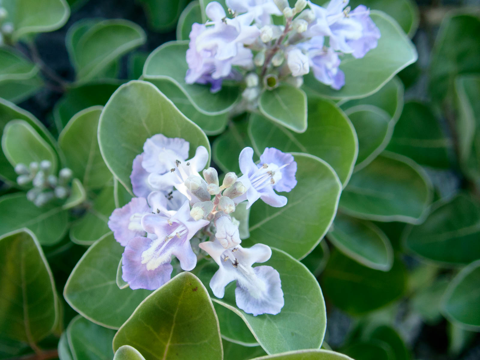 f:id:SQB:20200708102757j:plain